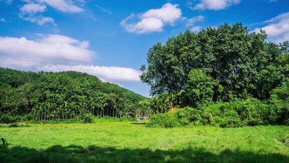 夏日阳光草地 