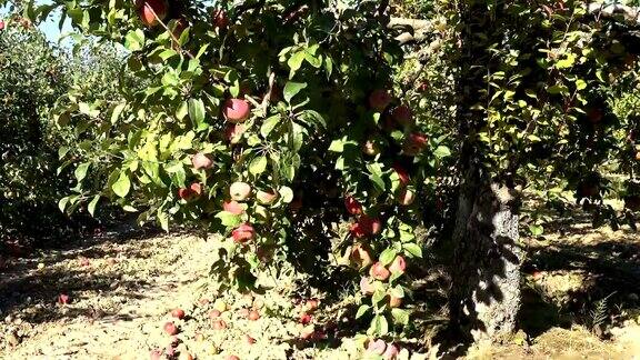 丰年果园苹果树丰收倾斜下来4k