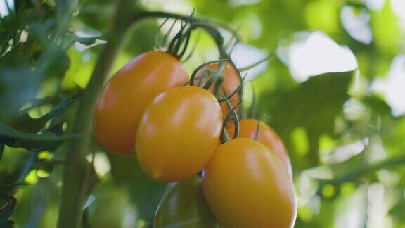 藤蔓上的有机番茄