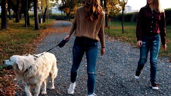 享受秋天和狗散步