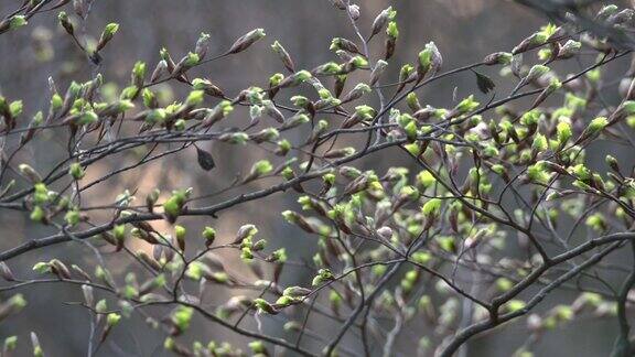 树木在春天发芽