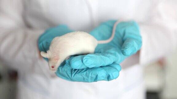 戴着蓝色橡胶手套的科学家手里拿着一只红眼睛的小白鼠