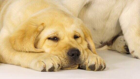 黄色拉布拉多寻回犬小狗在白色背景下睡觉诺曼底4K慢镜头