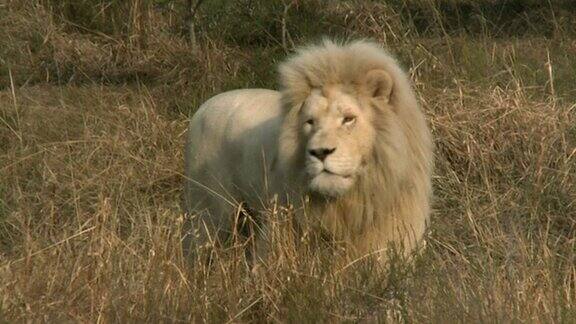 雄狮在非洲大草原上前行