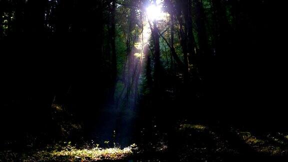 茂密的森林里一缕阳光