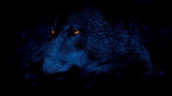 狼的侧视图与发光的眼睛在晚上