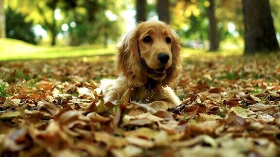 狗在秋天的树叶里玩棍子