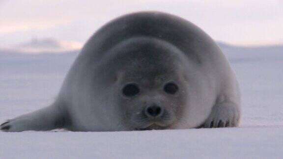 冰上的一只小海豹