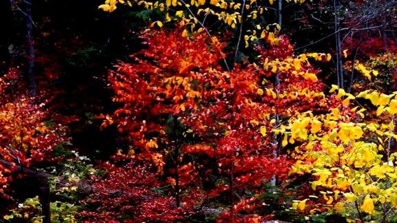 五颜六色的秋天树木在森林里金黄色的叶子在小路上