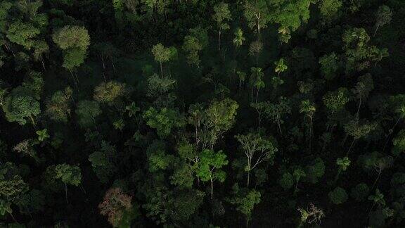 一架无人机在南美厄瓜多尔热带雨林的树冠上方拍摄展示了许多类型的树木和棕榈树