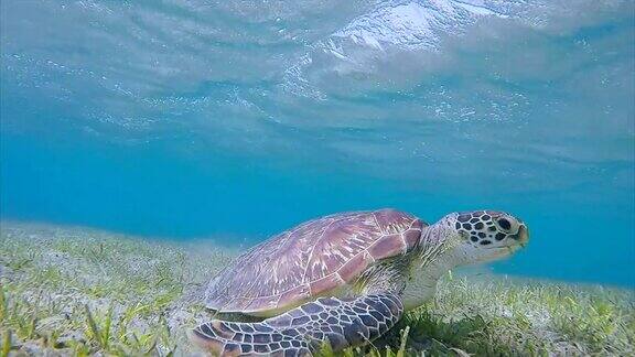 海龟在海草床上游泳马萨阿拉姆