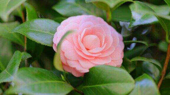 盛开的粉红色山茶花