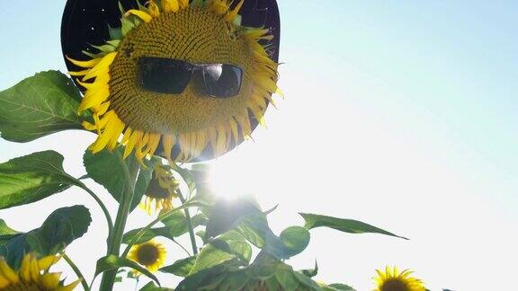 向日葵在美丽的夏天戴着太阳镜