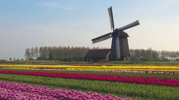 航拍:荷兰乡村郁金香盛开的田野风景