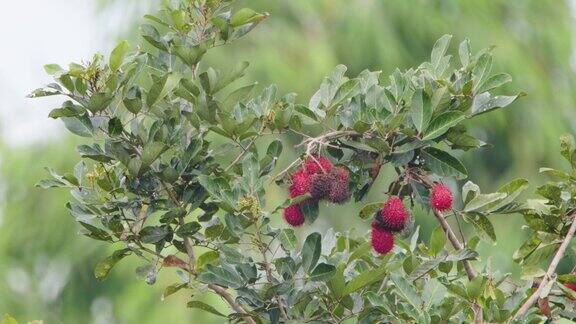 红毛丹树有宽阔的绿叶在雨水中结着红色的果实