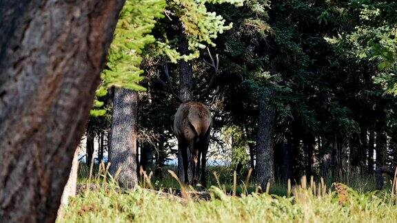 最大的角麋鹿走进国家公园的森林深处