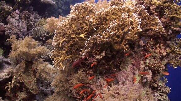 潜水附近鱼群在珊瑚礁放松水下红海