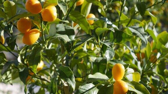 成熟的橙果金桔或金桔金桔放在花盆里的树枝上在风中摇摆