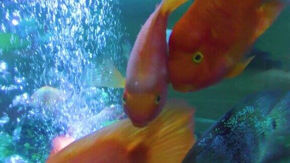 鱼在水族馆的气泡中游泳
