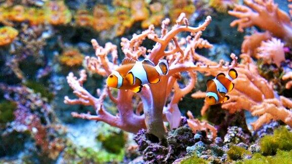 色彩斑斓的鱼在充满活力的珊瑚礁