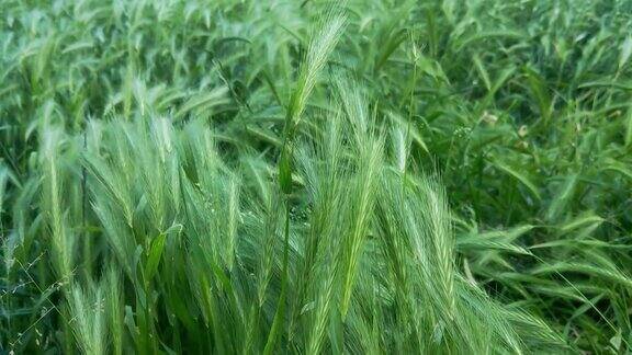 田野里绿色的黑麦穗