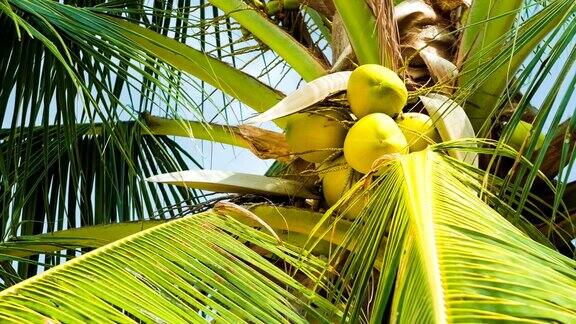 在阳光明媚的日光下椰子树上的一束椰子树在海风的吹拂下微微移动