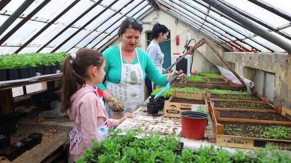 女孩正在帮助她的祖母种植植物