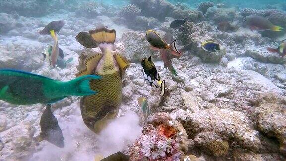 以珊瑚礁为食的热带鱼-马尔代夫