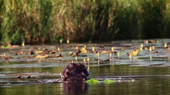 南非克鲁格国家公园的河马