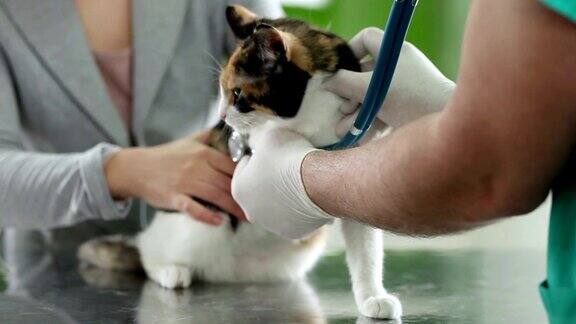 由兽医治疗的猫