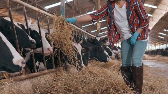 女农民在谷仓里检查奶牛
