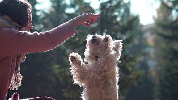 小狗跳跃举起爪子在秋天的公园