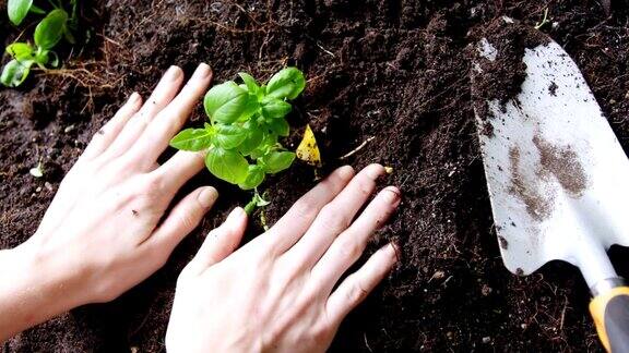 植物在深色土壤中种植树苗女性的手