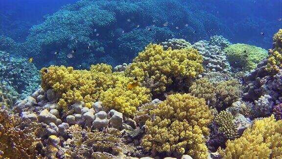 美丽的珊瑚礁在红海和许多鱼
