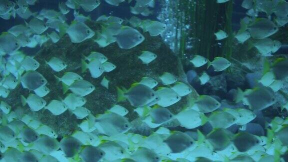 一群热带鱼漂浮在水族馆里