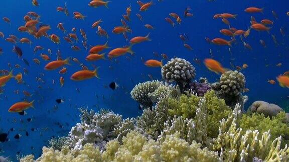 鱼群在红海水下放松