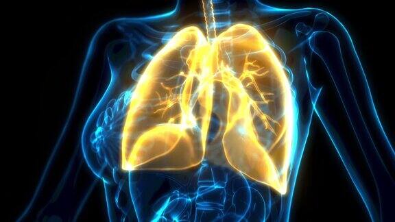 x线图像上的黄色人类肺cg医疗3D动画