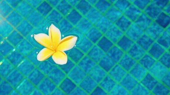 蓝色池塘背景与一朵花漂浮在游泳池表面鸡蛋花白芽特写镜头水害环境影响