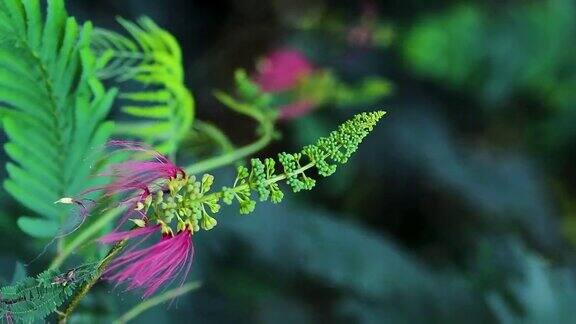 花蕾和开放的花在风中摇曳