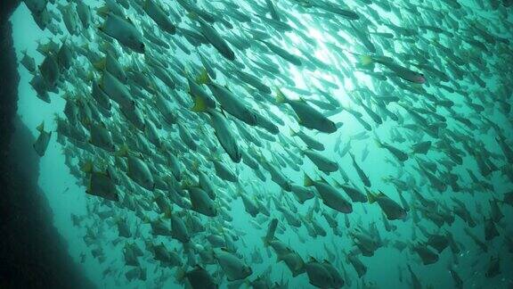 阳光照射在海面上映出一群鱼的剪影