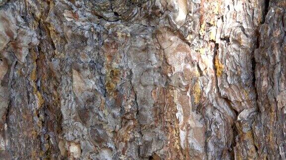 松树树皮上有蚂蚁