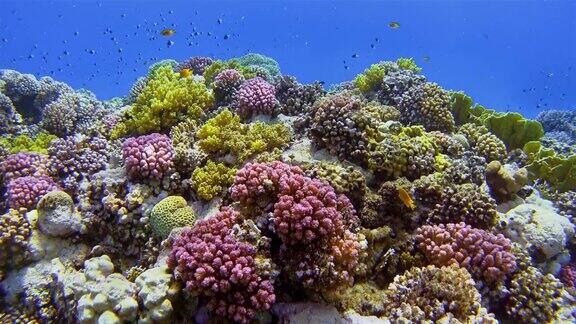 珊瑚礁的海底生物和许多热带鱼和两个潜水员在红海