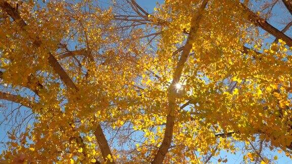在阳光明媚的秋日明亮的阳光穿过彩色的黄色树叶