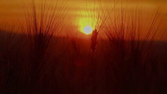 日落时小麦在风中摇曳