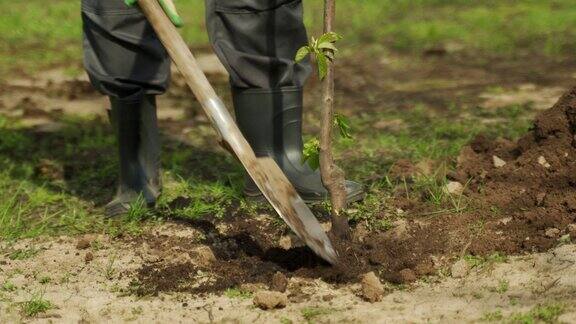 穿胶靴的园丁用铲子埋葬幼苗