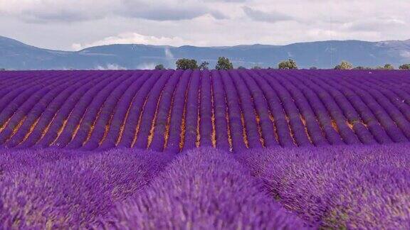 普罗旺斯薰衣草田的时光流逝Provence-Alpes-Côted’azur法国