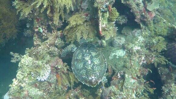 巴厘岛珊瑚礁上的玳瑁海龟流