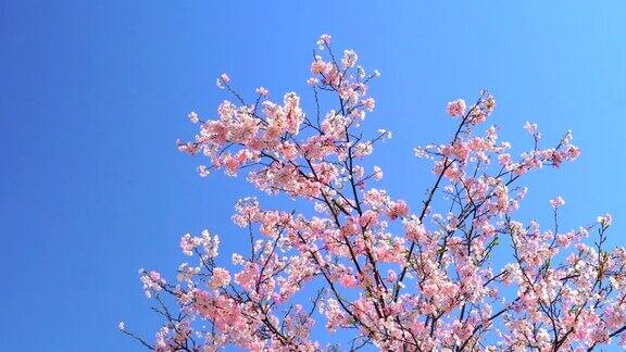 樱花映衬着湛蓝的天空