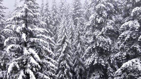飞过俄勒冈州被雪覆盖的森林