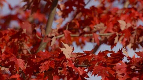 红色的枫叶在风中轻轻吹着